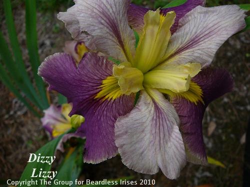 Dizzy Lizzy 